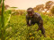 Man in a field